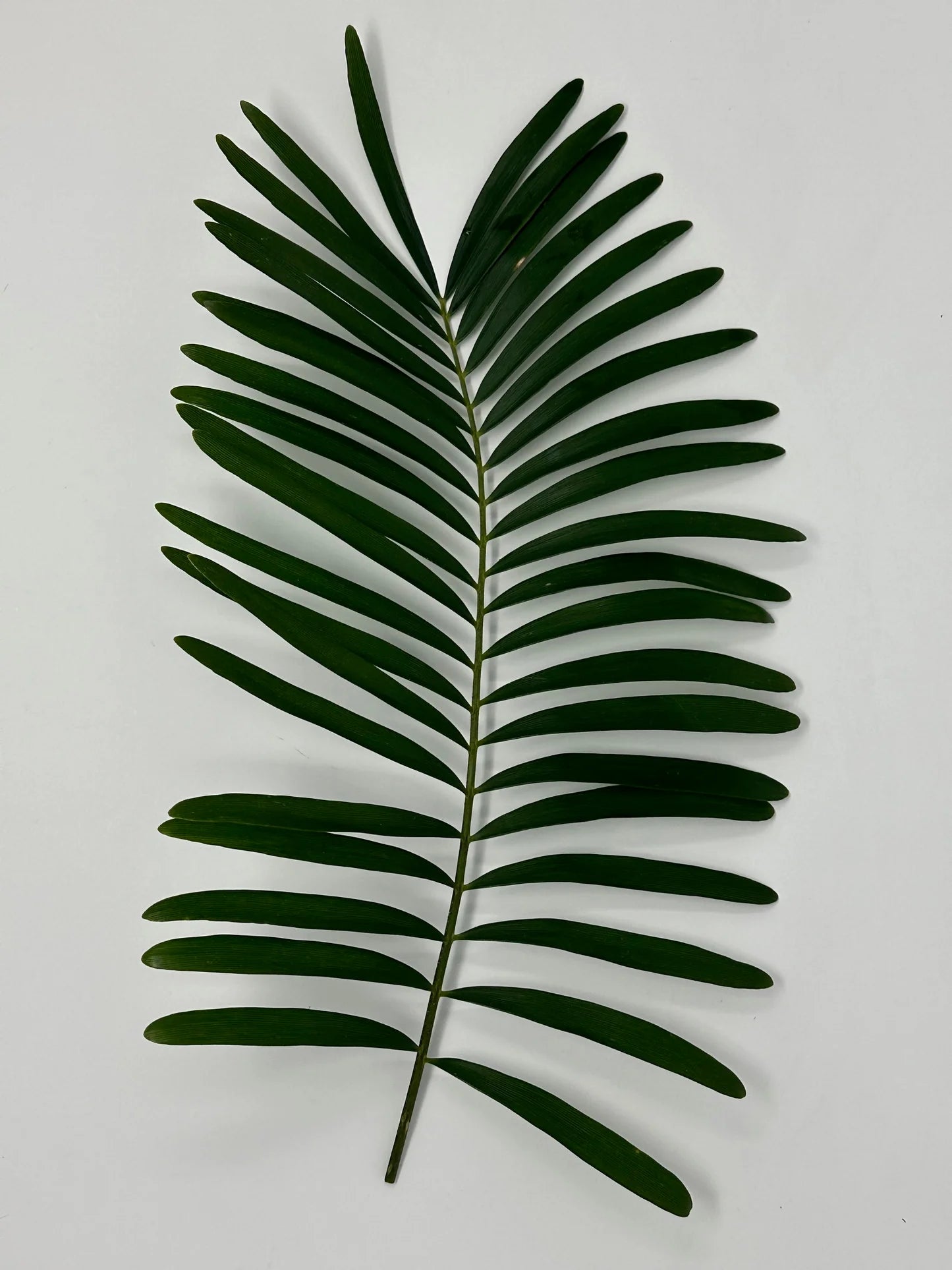 Coontie