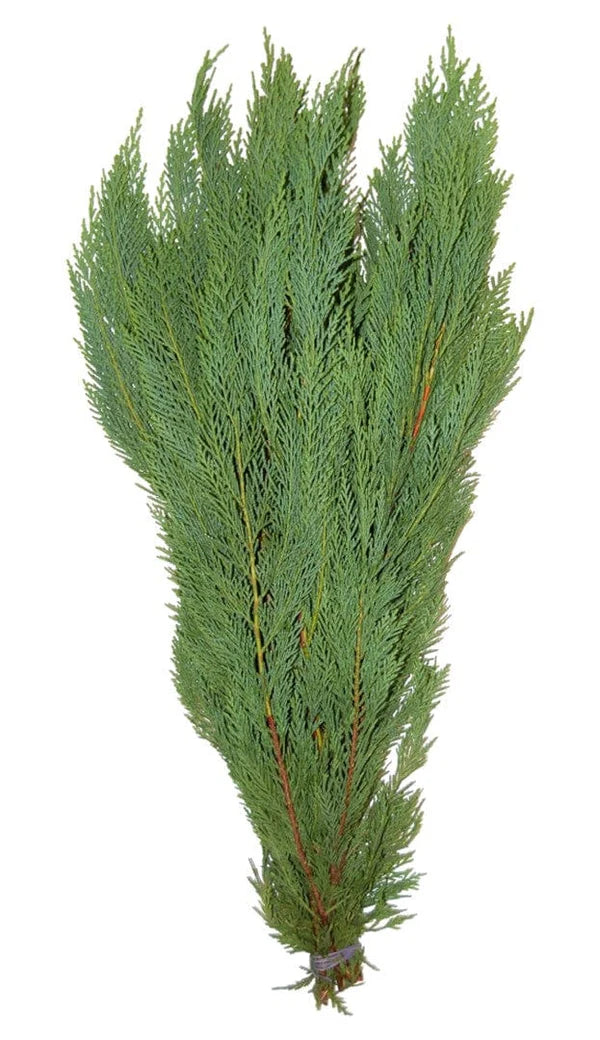 Leyland Cedar