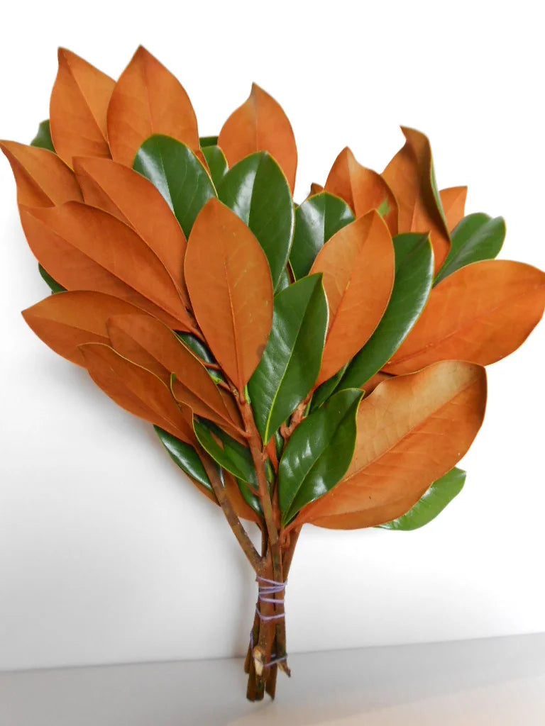 Magnolia Tips