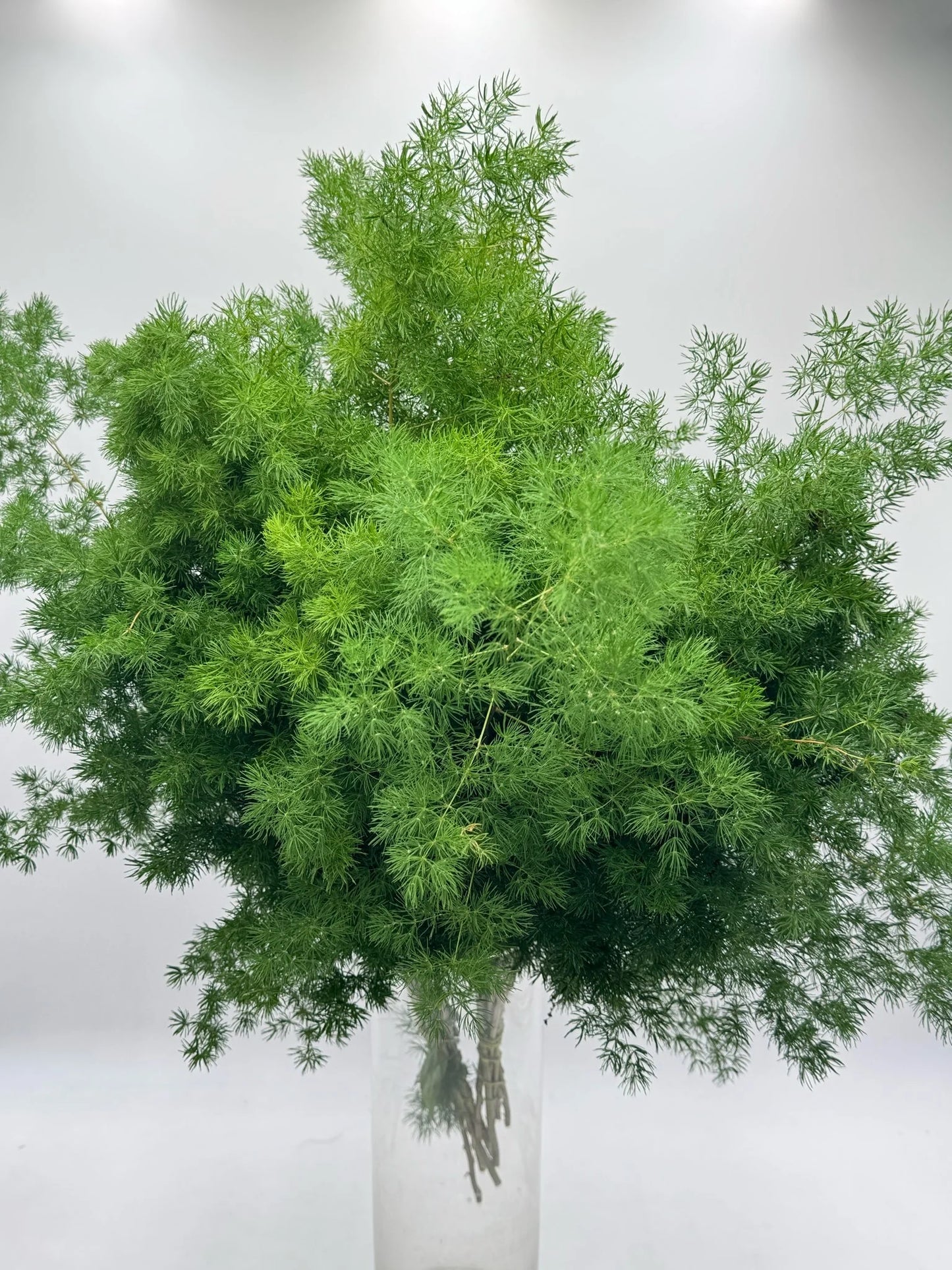 Ming Fern