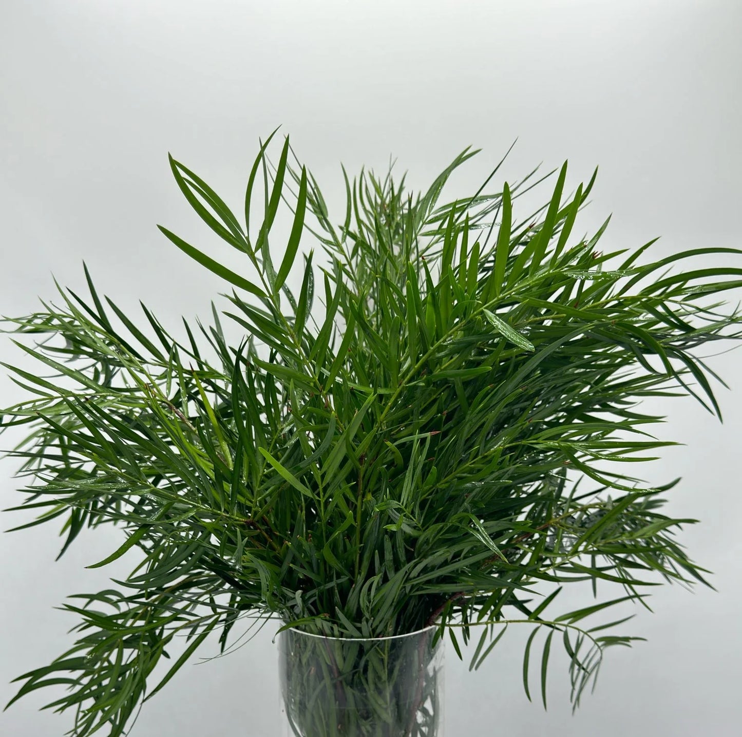 Fancy Fern