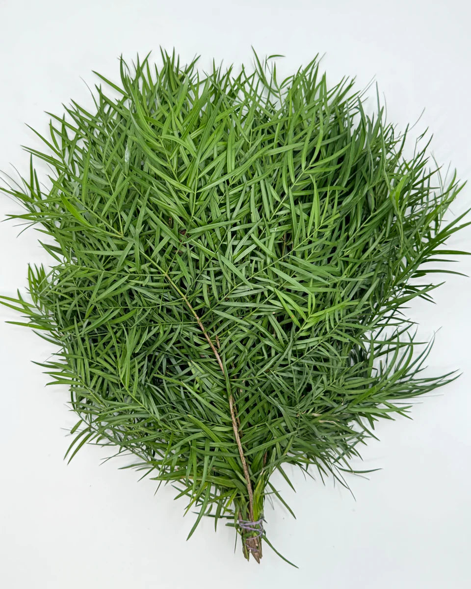 Podocarpus Weeping