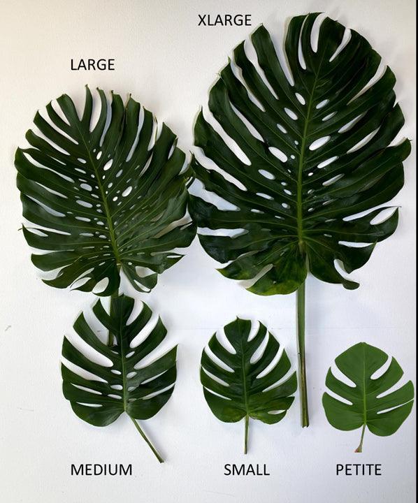 Monstera Medium