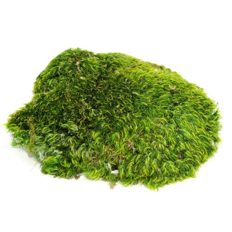 Moss Mood