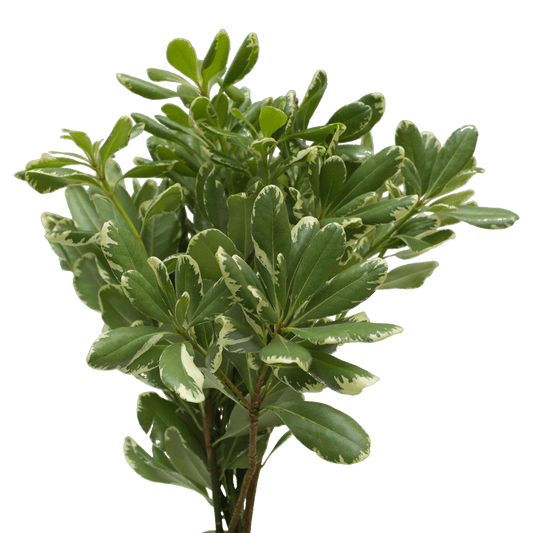 Pittosporum - Variegated