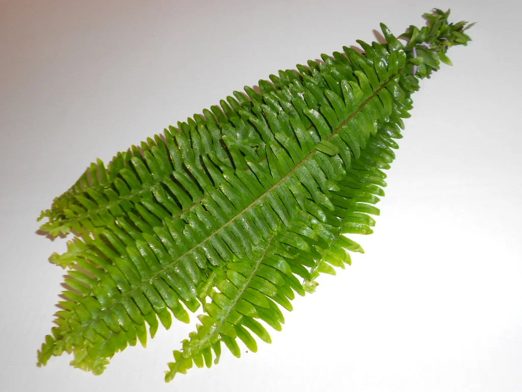 Sword Fern