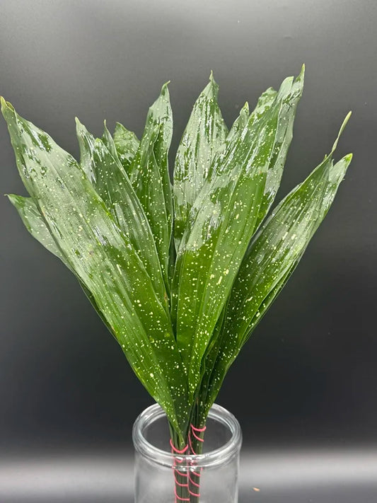 Aspidistra - Milkyway