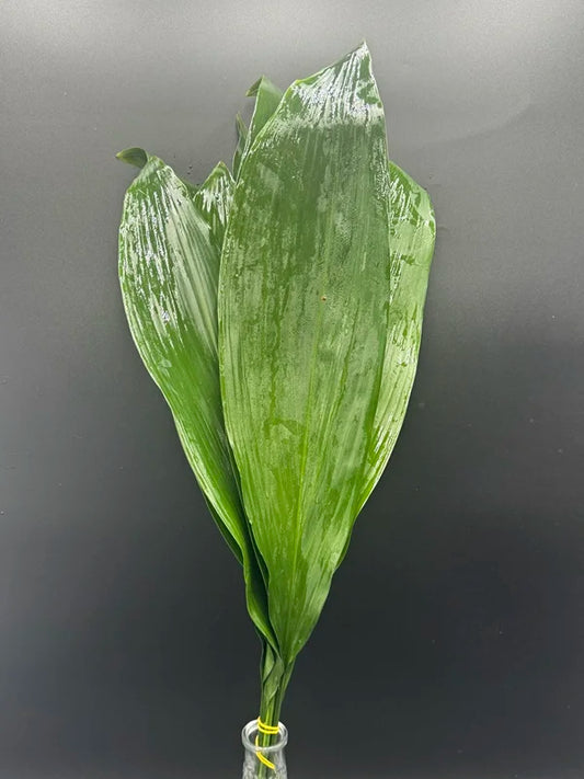 Aspidistra