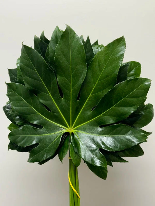 Aralia