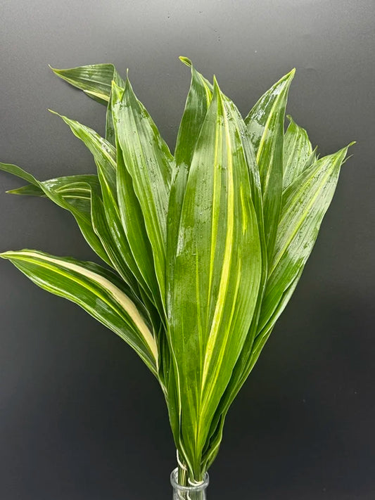 Aspidistra - Variegated