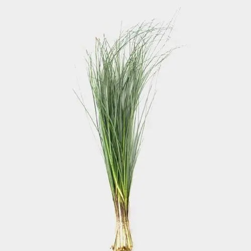 Bear Grass