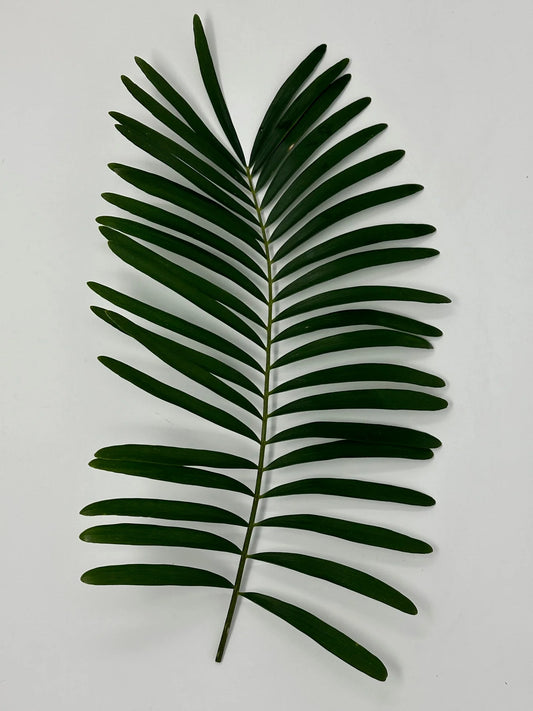 Coontie