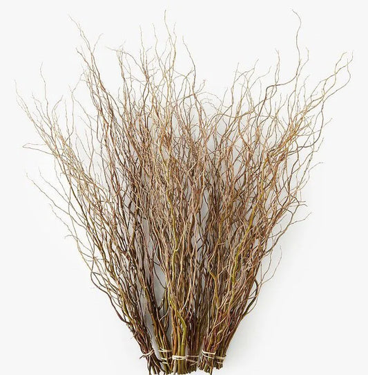 Curly Willow Medium