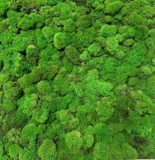 Moss Deer