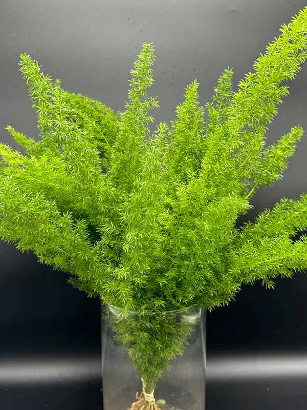 Foxtail
