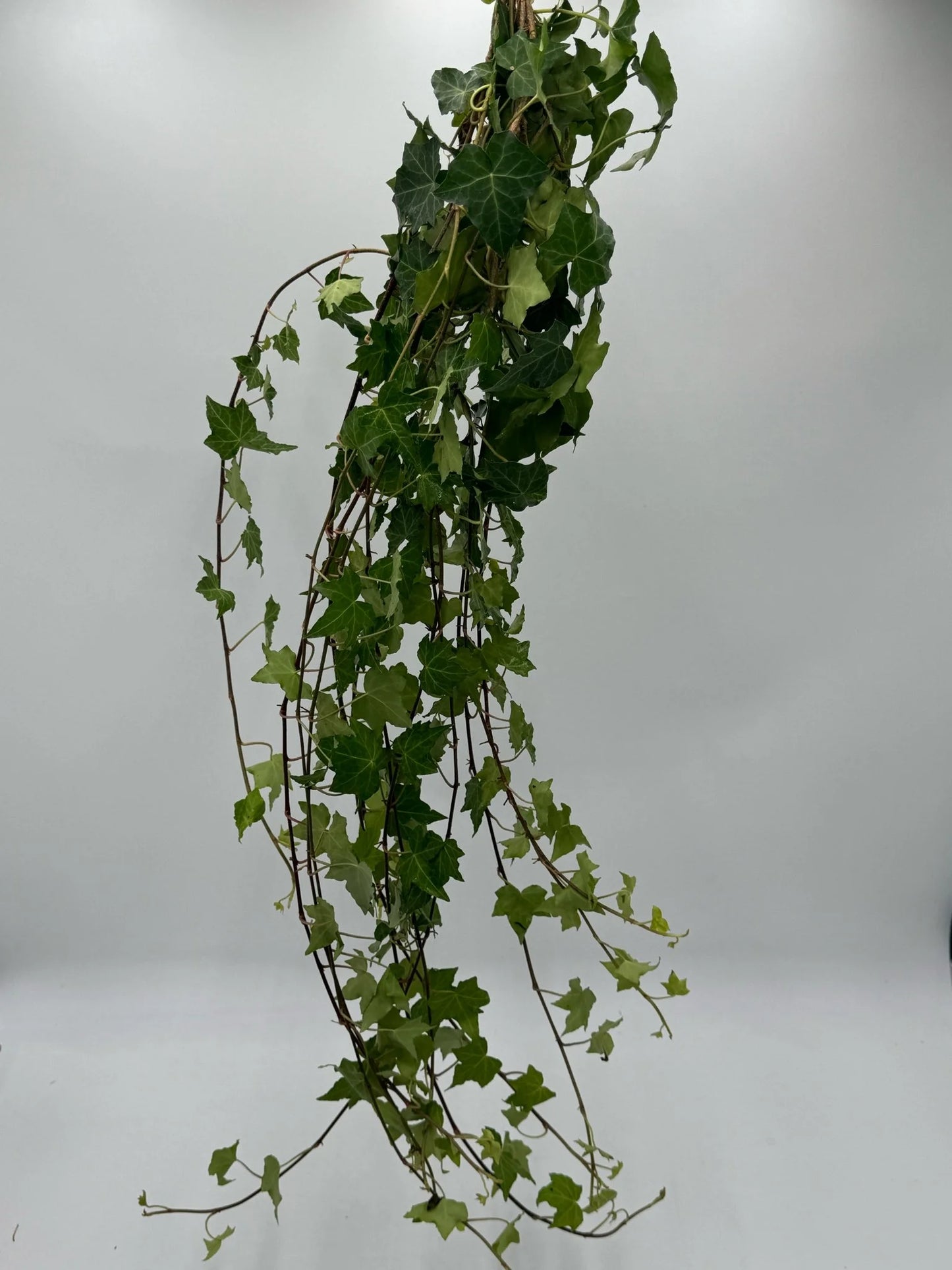 Ivy - Green