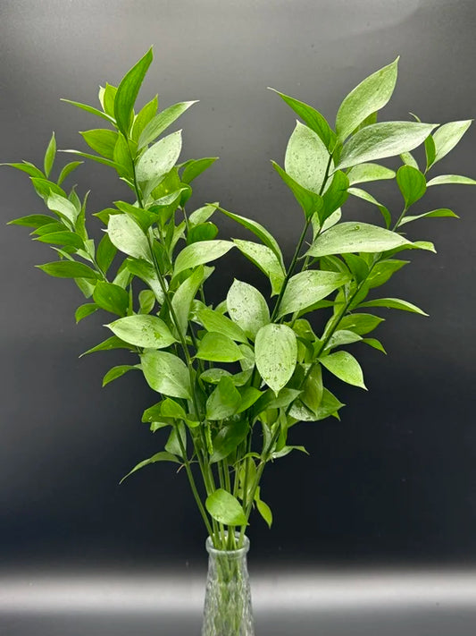Italian Ruscus