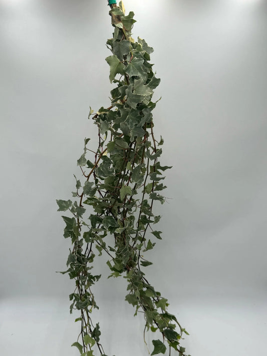 Ivy - Variegated