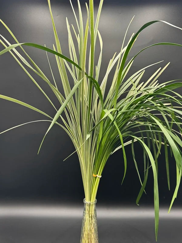 Lilly Grass, Green