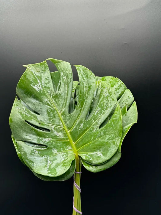 Monstera Small