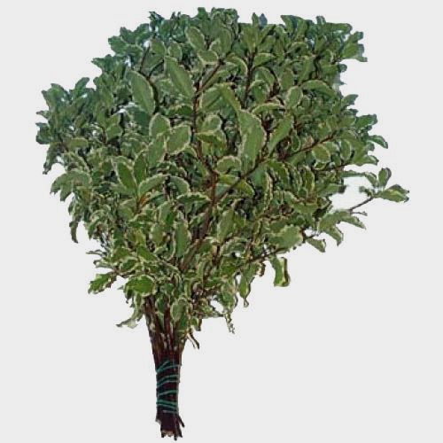 Pittosporum - Variegated