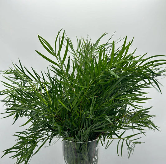 Fancy Fern
