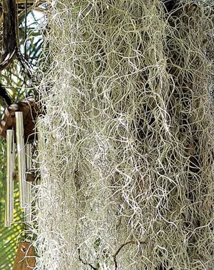 Moss Spanish
