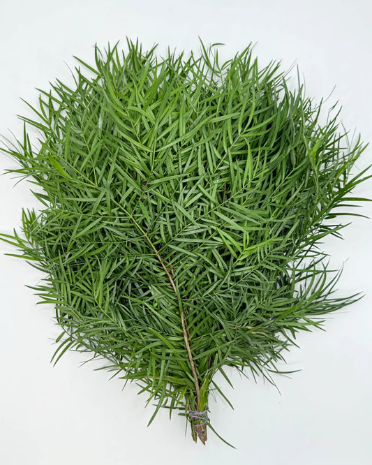Podocarpus Weeping