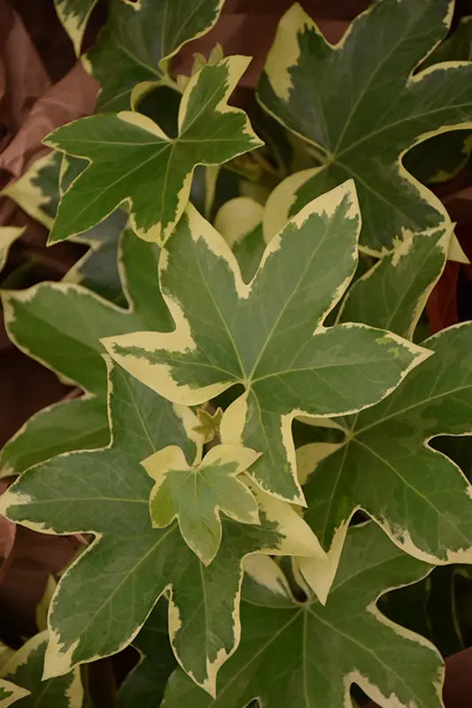 Aralia - Variegated