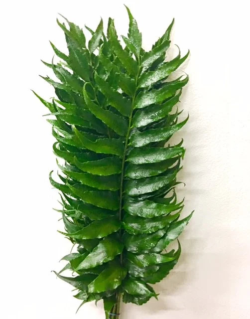 Holly Fern