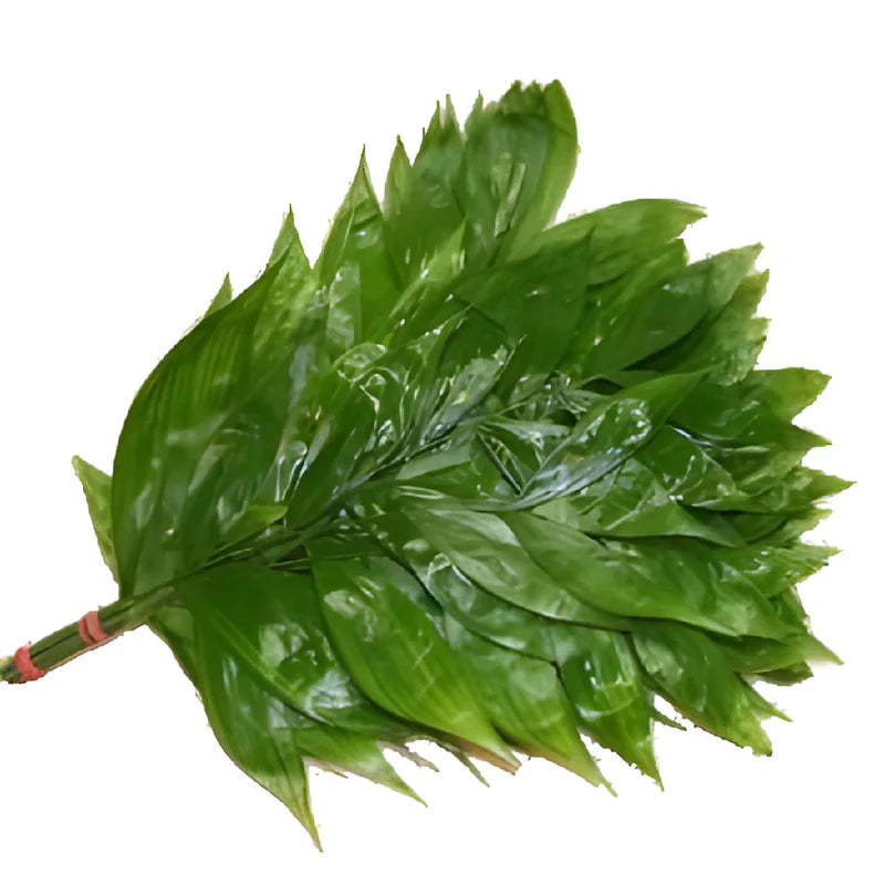 XL Jade