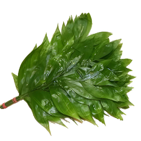 XL Jade