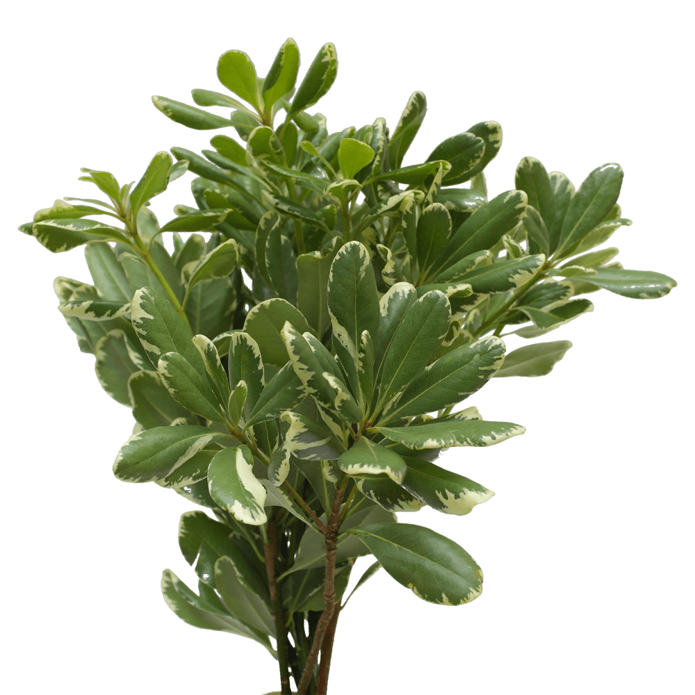Pittosporum - Variegated
