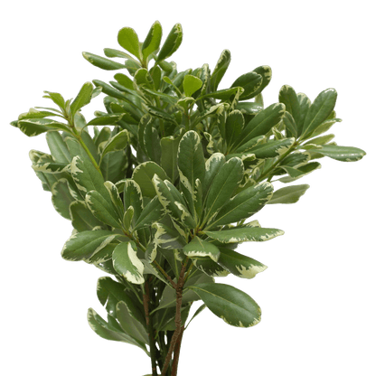 Pittosporum - Variegated