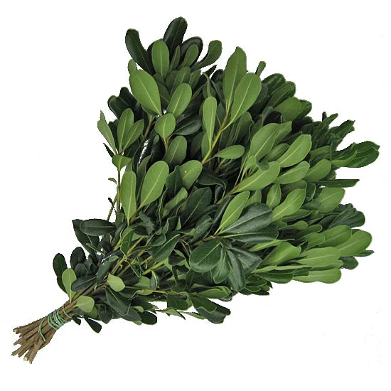 pittosporum green Wholesale Florist – Florida Distributor