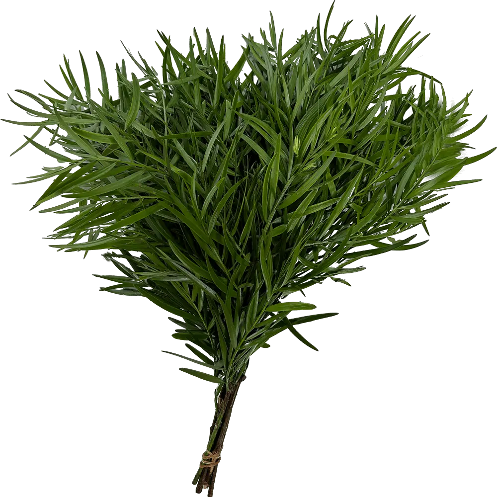Podocarpus