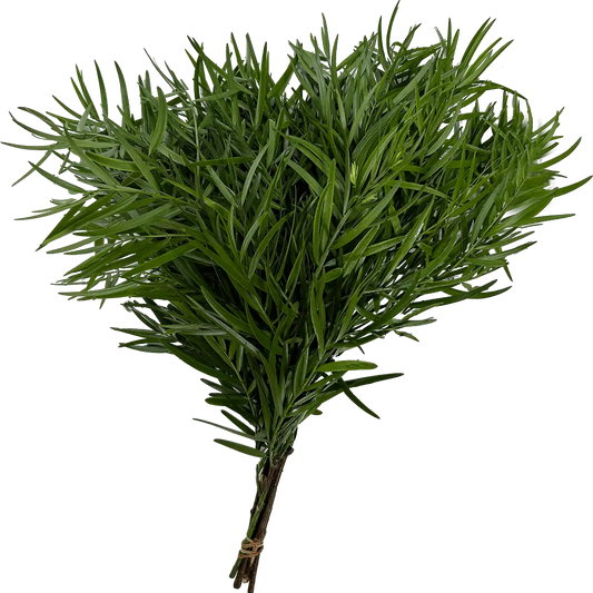 Podocarpus