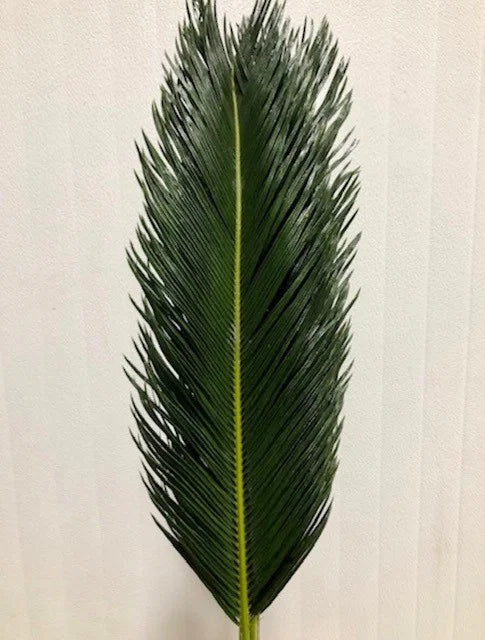 Sago Palm Small