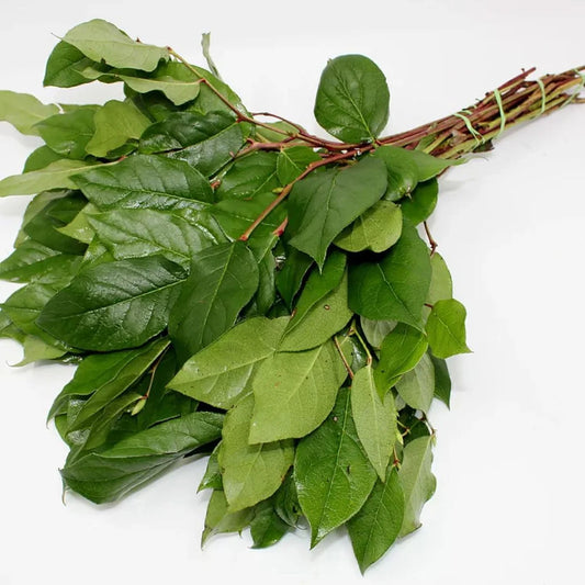 Salal Tips