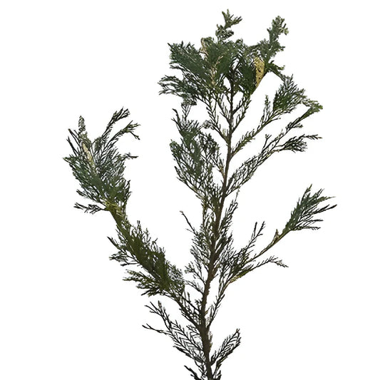 Var. Leyland Cedar
